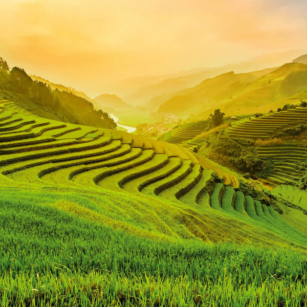 Terraced Rice Field In Vietnam - Wall Mural 5032