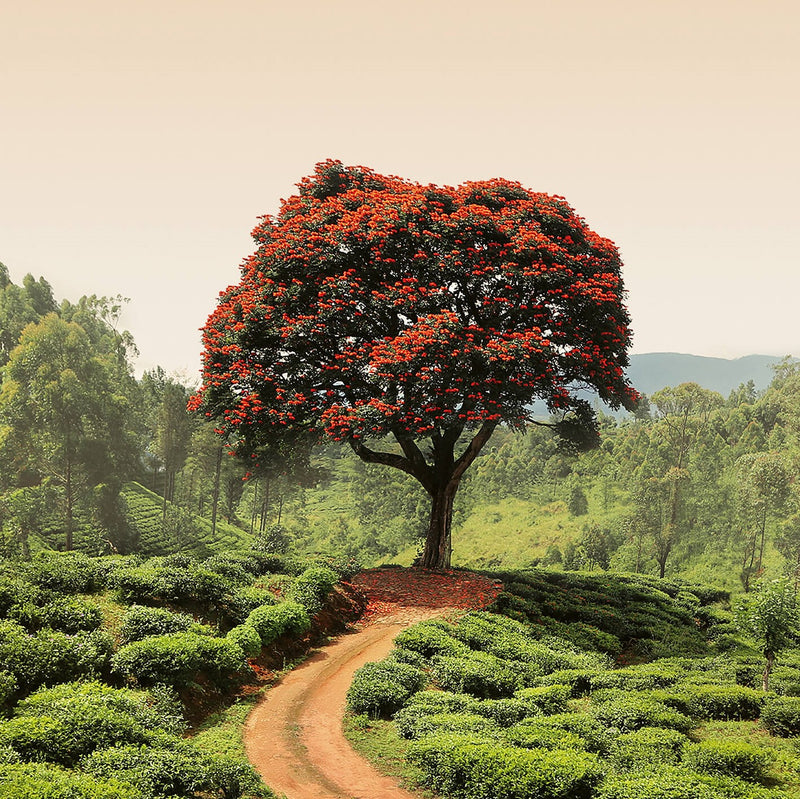 Red Tree and Hills in Sri Lanka - Wall Mural 5036