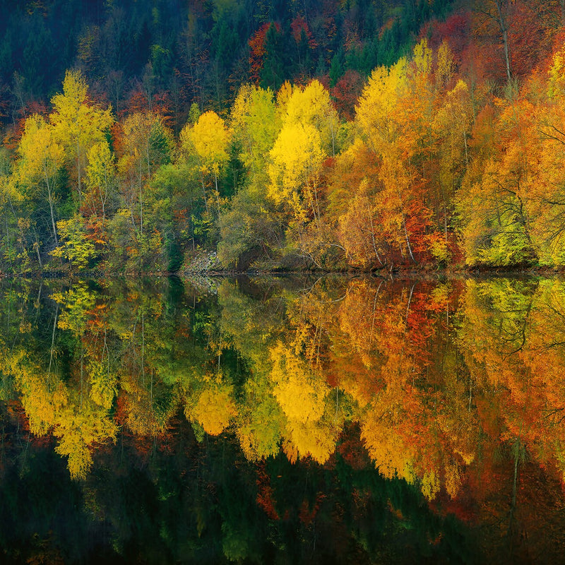 Autumn Forest Lake Wall Mural