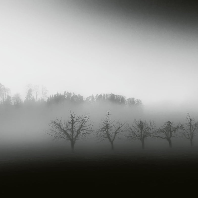 Foggy Landscape - Wall Mural 5097