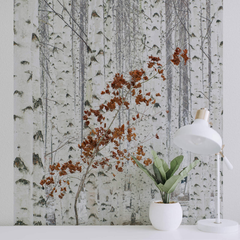 White Birch Forest - Wall Mural 5104