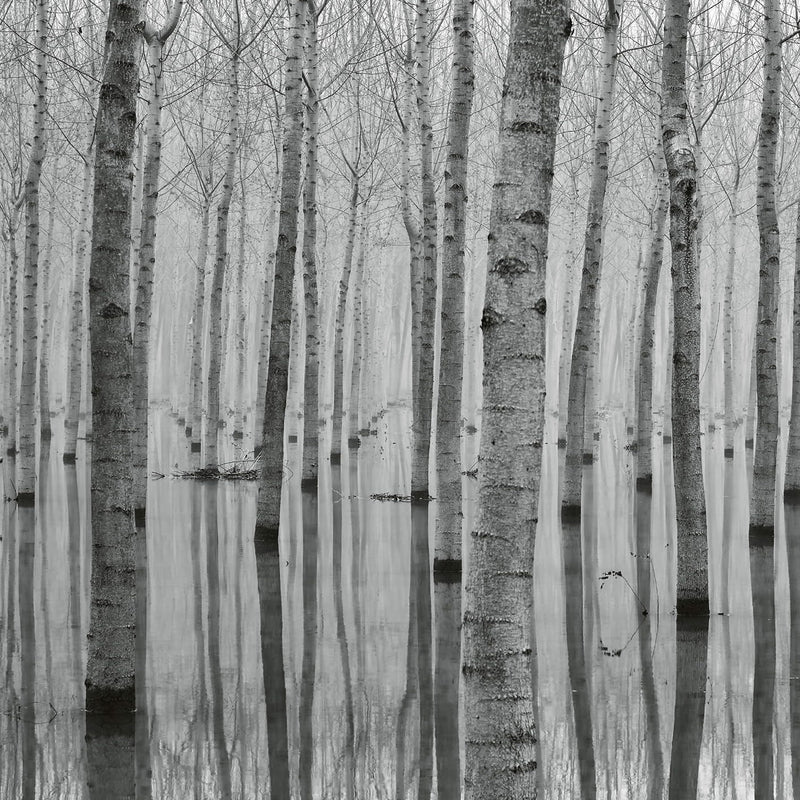 Birch Forest In The Water - Wall Mural