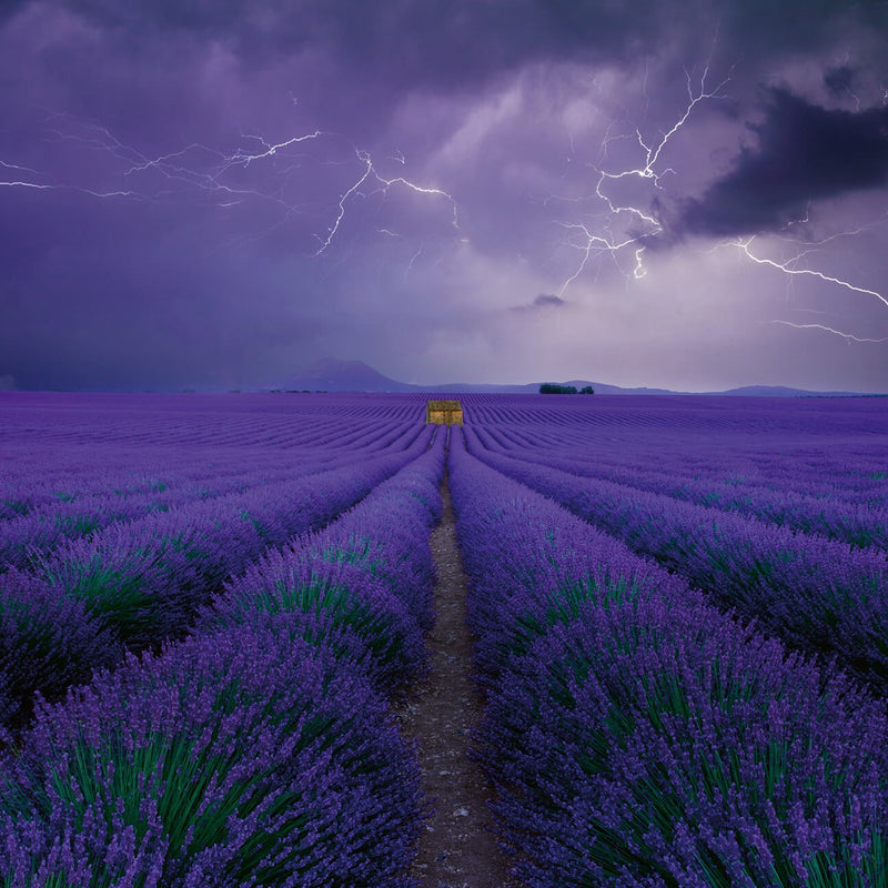 Field of Lavender - Wall Mural 5148