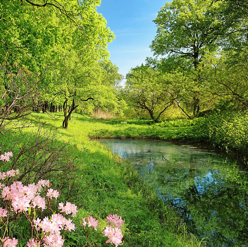 Park in the Spring - Wall Mural 5408