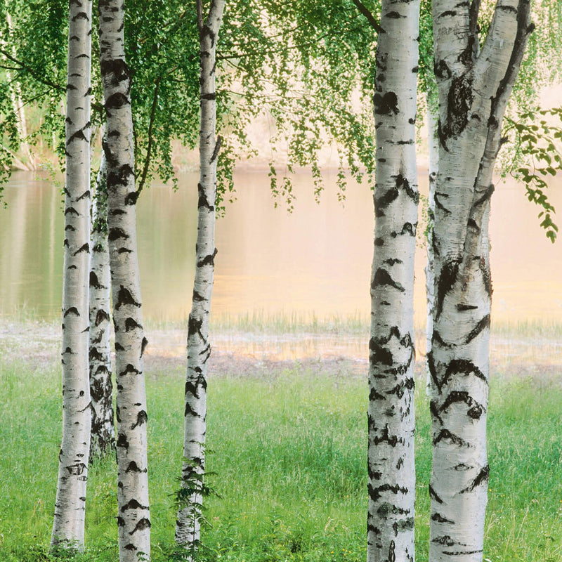 Nordic Forest - Wall Mural 5424