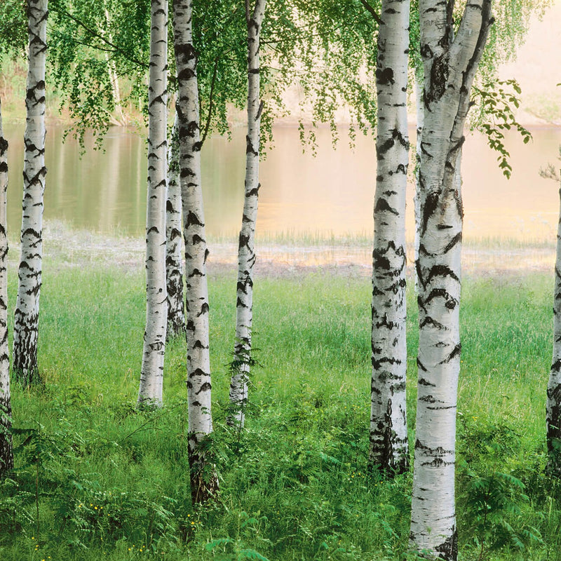 Nordic Forest - Wall Mural 5424