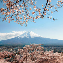 Mount Fuji in Japan - Wall Mural 5492