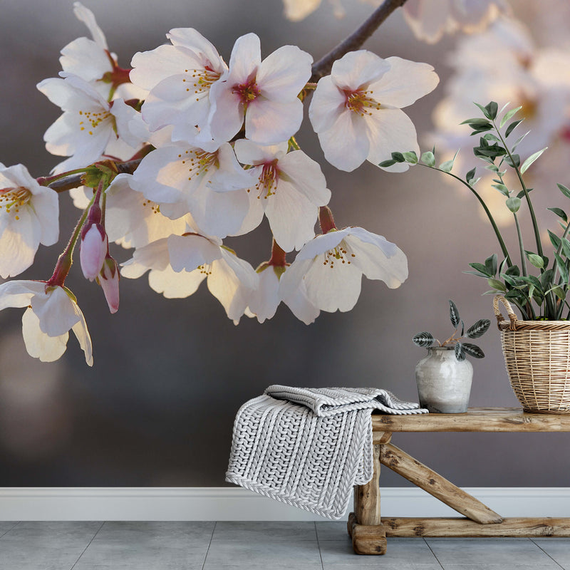 Cherry Blossoms - Wall Mural 5494